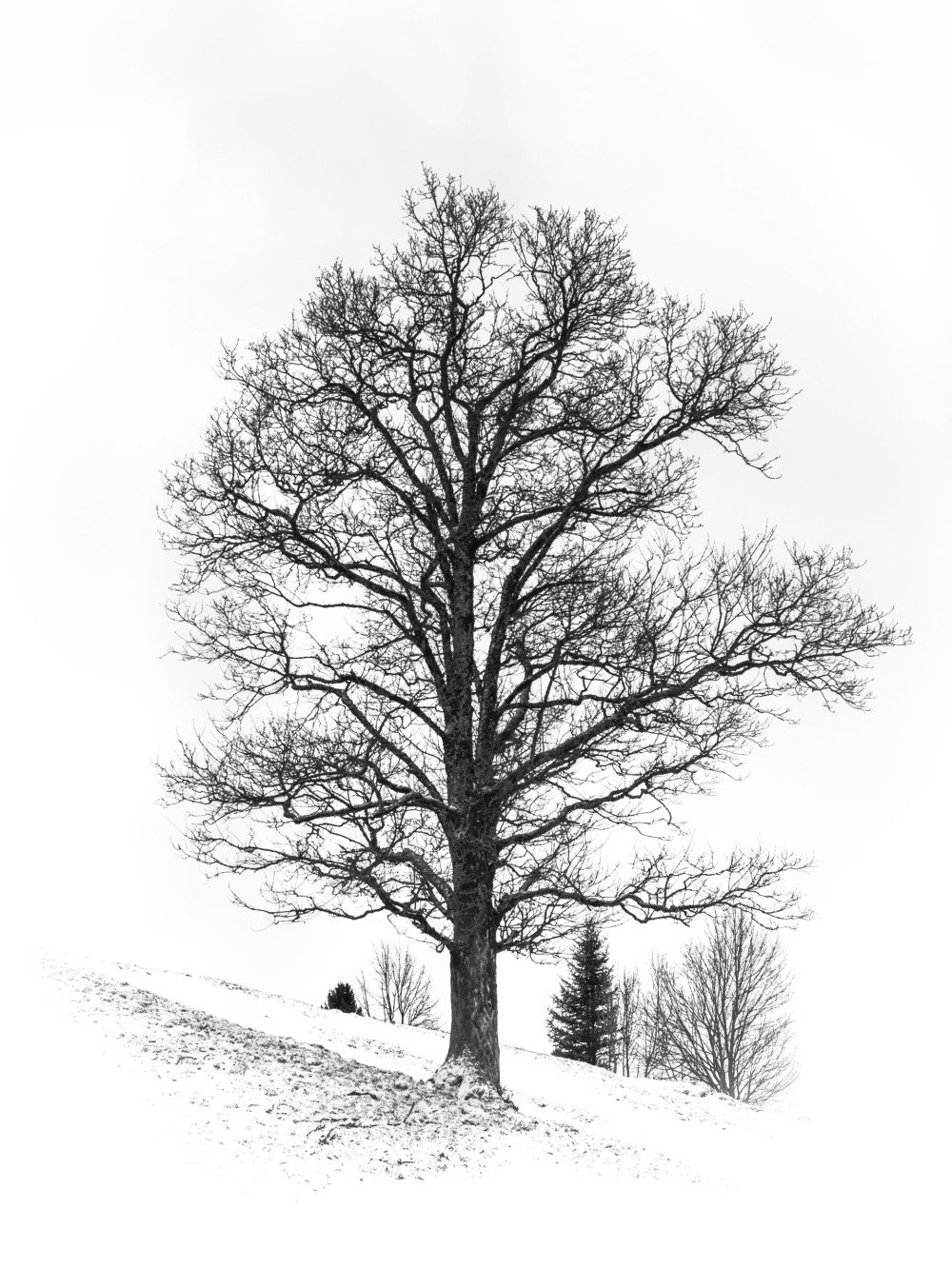 Zürcher Oberland